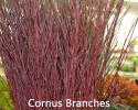 Cornus Branches 