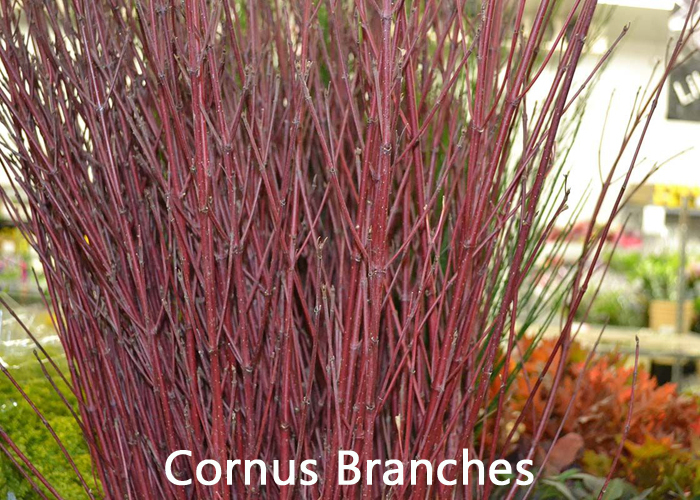 Cornus Branches 