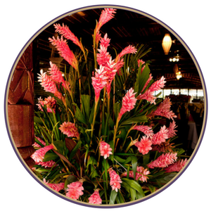 Click here to view commercial flowers