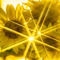 zodiac sunflower